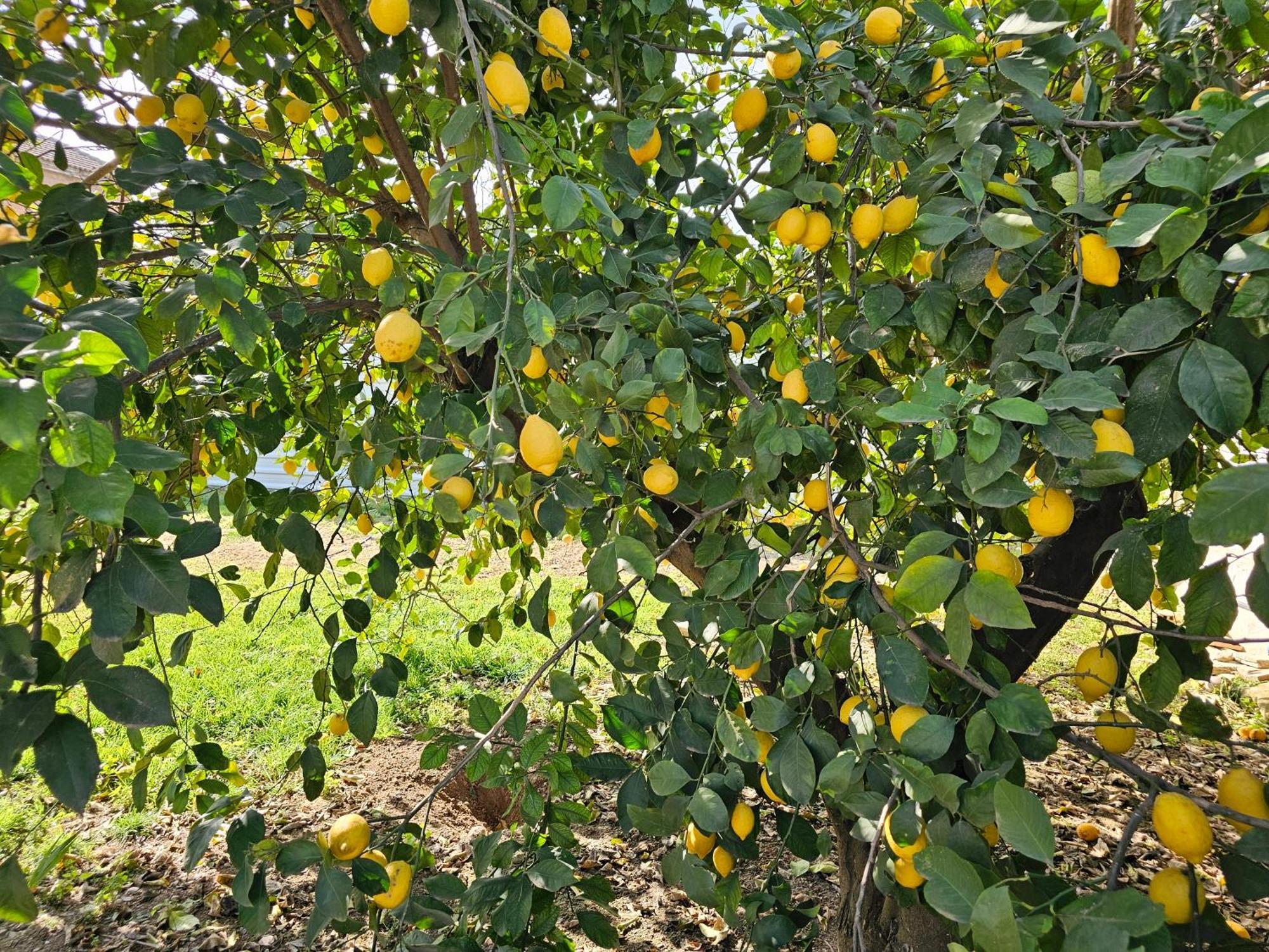 La Orquidea De Cordoba Villa Exteriör bild